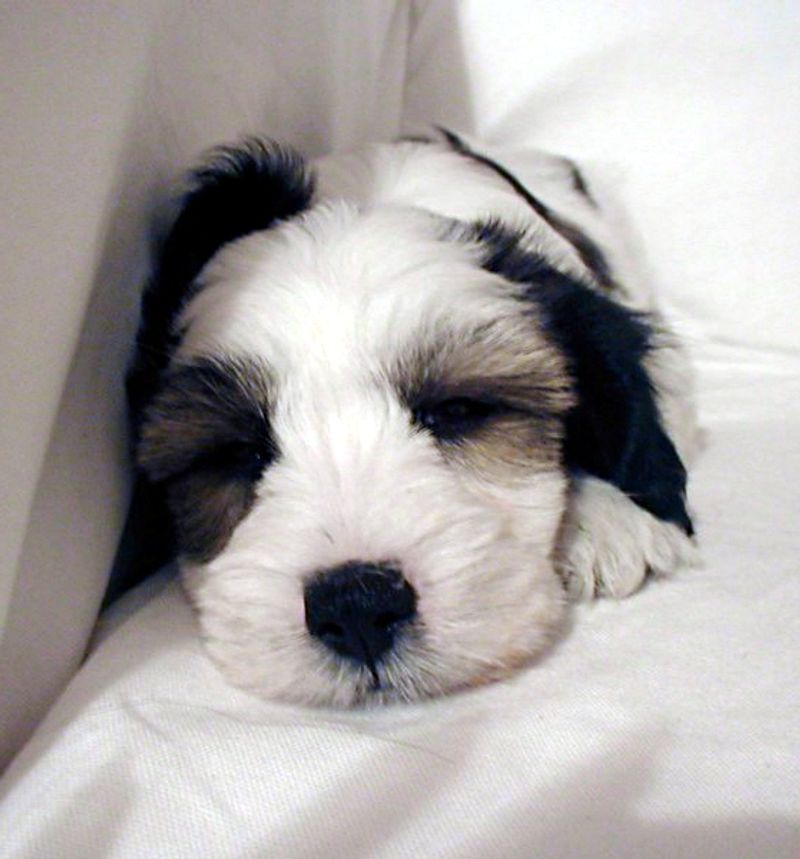 Think you know how your puppy will look? These 10 breeds may surprise you 9 Tibetan Terrier