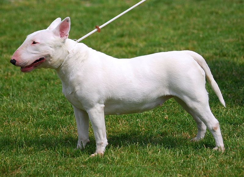 14 Dog Breeds So Naturally Goofy They’ll Have You Laughing Constantly 14 Bull Terrier