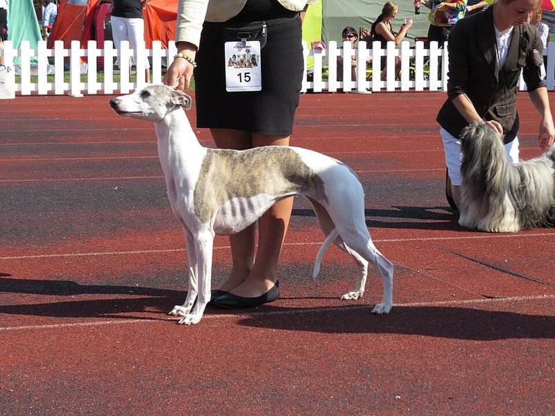 Love dogs but need personal space? These 11 breeds may understand you better than most 10 Whippet