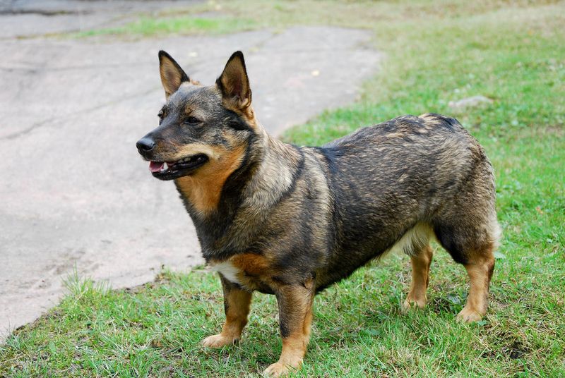 12 dog breeds nobody talks about enough despite being incredible companions 9 Swedish Vallhund