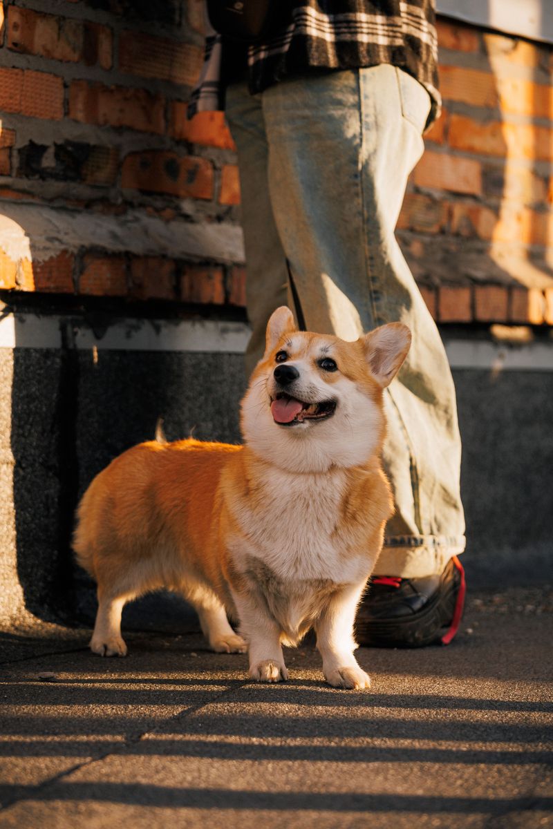 13 dogs that turn ordinary family outings into unforgettable adventures 7 Corgi