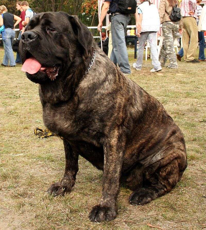 Calm doesn't mean unaware - These breeds can switch from relaxed to watchful when the situation changes 11 Mastiff