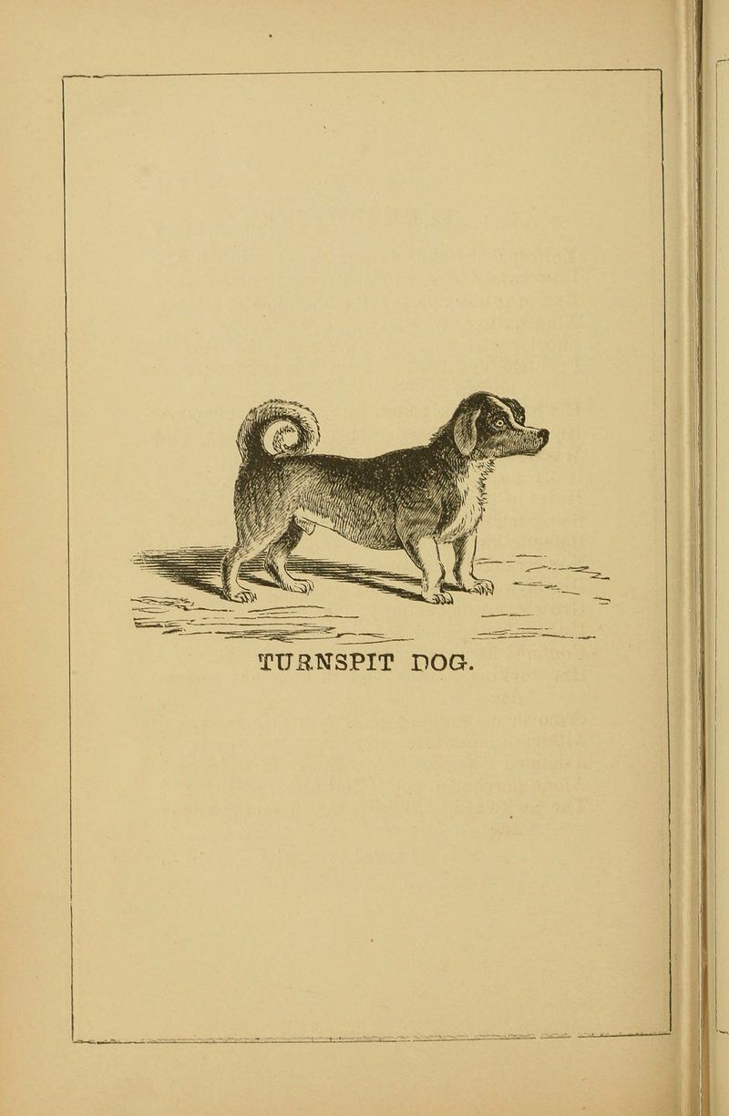 19 Extinct Dog Breeds and How They Shaped Today’s Canine World 6 Turnspit Dog