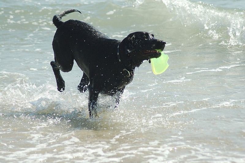The leash comes off and the real test begins - these dog breeds often have what it takes to keep checking back 5 Labrador Retriever