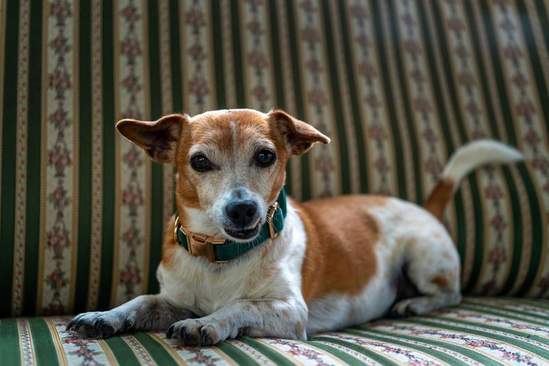 Jack Russell Terrier
