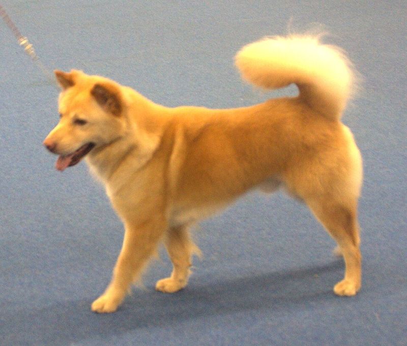 Rare Doesn’t Mean Fragile - 11 Lesser-Known Breeds That Are Surprisingly Tough 6 Kintamani