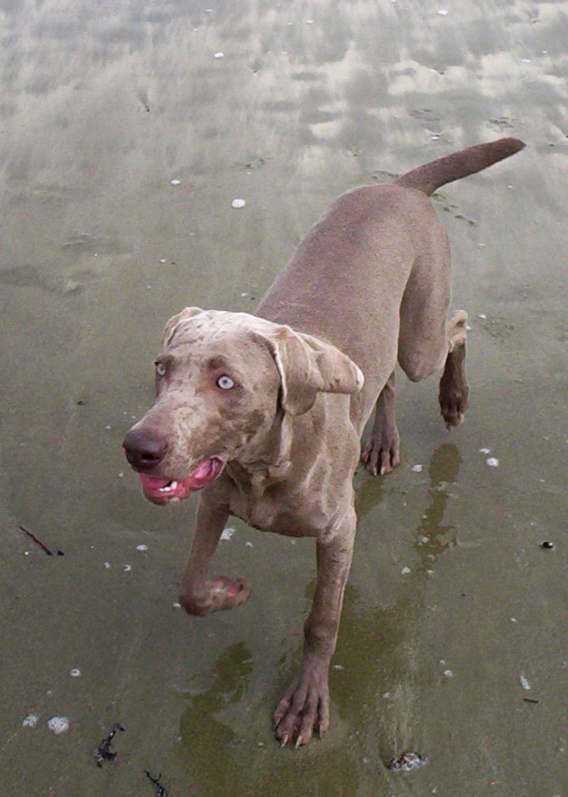 12 Dog Breeds That Do a Victory Lap After They Poop 3 Weimaraner