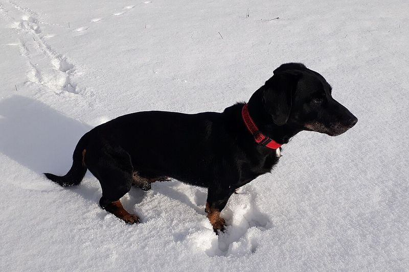 Black Forest Hound (Schwarzwälder Bracke)