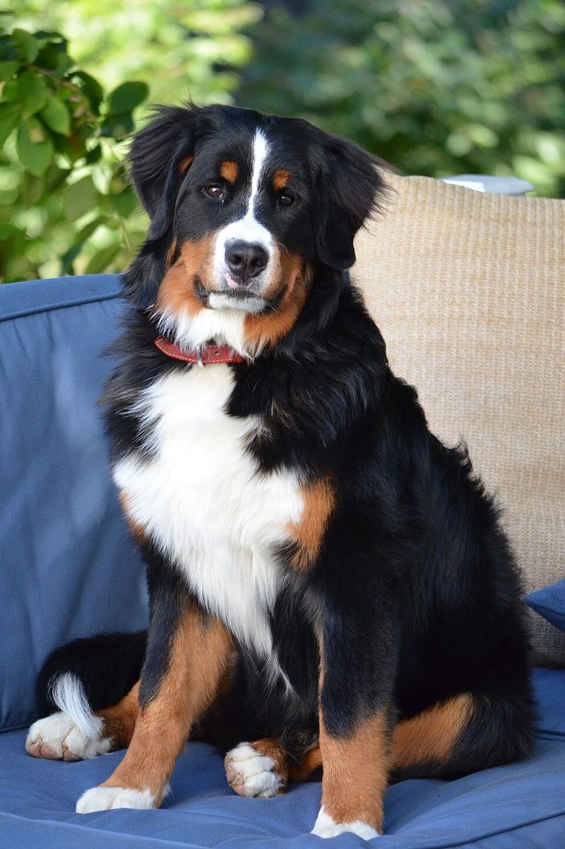 They aren't dramatic - but these 14 dog breeds know exactly when to step in 11 Bernese Mountain Dog
