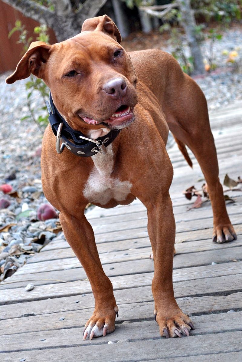 11 shelter breeds that may wait while everyone chooses the familiar face - until the right adopter looks twice 3 American Pit Bull Terrier