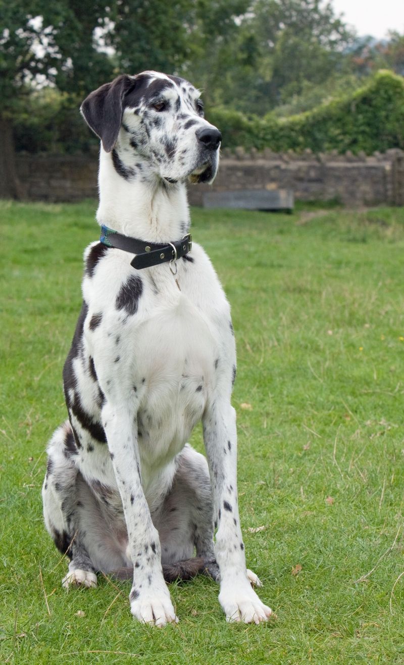 Great Dane