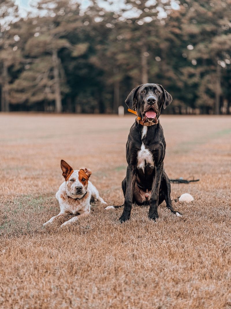 If you want more time enjoying your dog than trying to keep up with it, these breeds are worth exploring 7 Great Dane