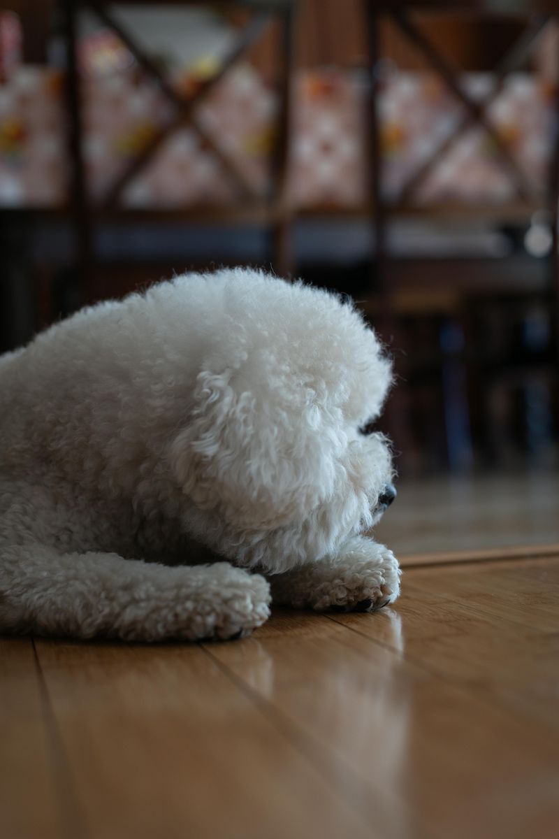 14 Quiet and Apartment-Friendly Dog Breeds That Are Unlikely to Disturb Neighbors 14 Bichon Frise