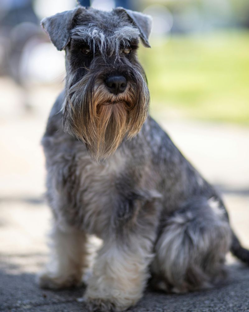 Miniature Schnauzer
