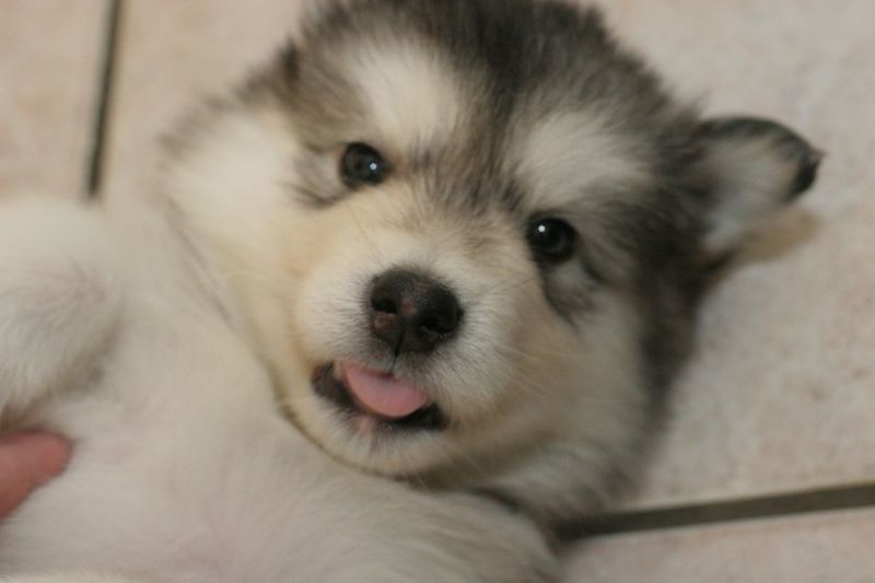 Alaskan Malamute