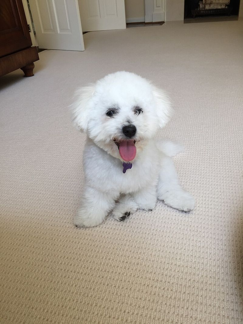 These dog breeds make first-time training far less intimidating 12 Bichon Frise