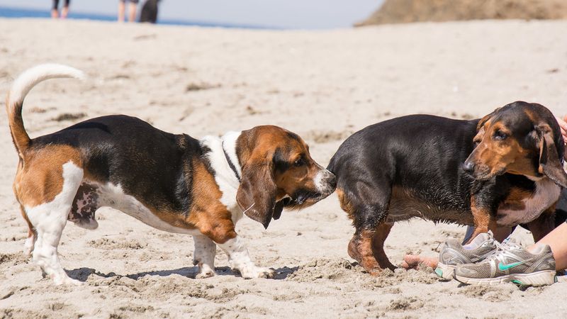 13 dogs that never outgrow their playful side - and 3 that'd rather watch from the couch 15 Basset Hound