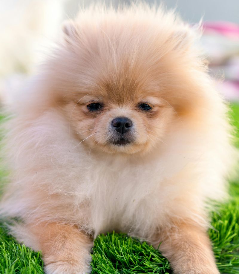 Pomeranian