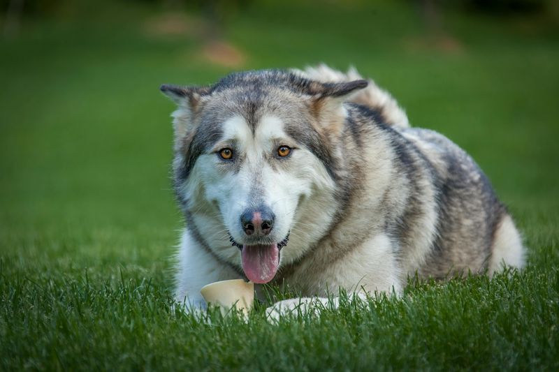 19 dog breeds that stand out the most in crowded public places without even trying 20 Alaskan Malamute