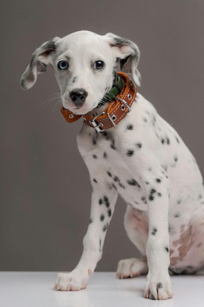 Dalmatian
