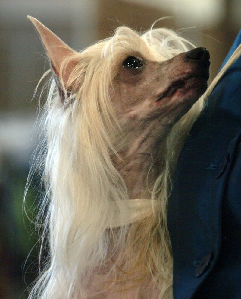 29 Small Dog Breeds That Form Especially Close Bonds with Their Owners 29 Chinese Crested