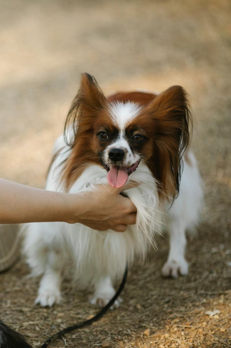 26 Dog Breeds That Feel Most at Home Around People 10 Papillon