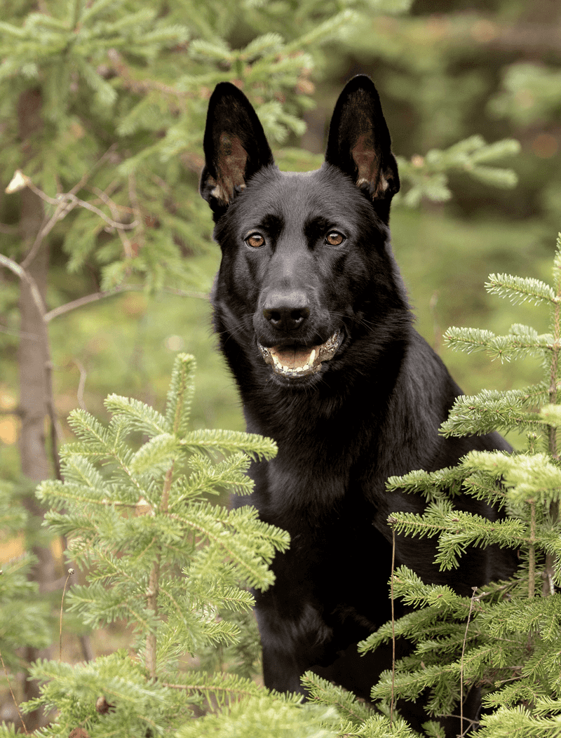 12 dog breeds that can shut down around conflicting commands - plus 3 that roll with the chaos 3 German Shepherd - loyal worker seeking crisp direction