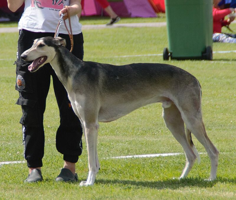 Polish Greyhound