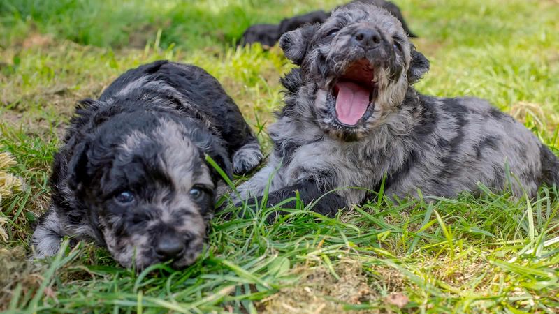 11 overlooked dogs people fall in love with once they stop following social media hype 12 Mudi