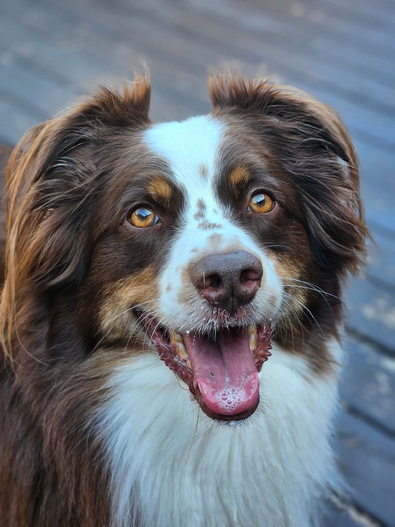 Owning these 9 dog breeds means you'll rarely spend a moment alone 7 Australian Shepherd
