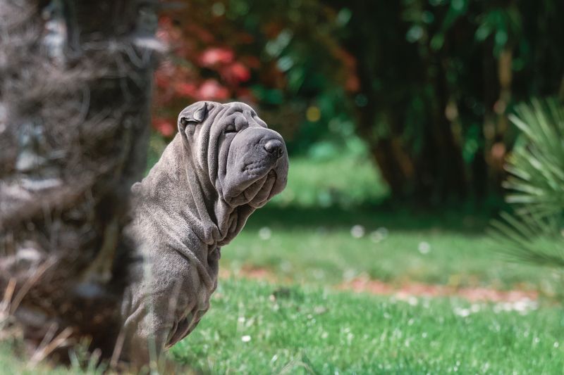 Think you've seen every kind of dog? These extraordinary breeds may prove otherwise 8 Shar-Pei