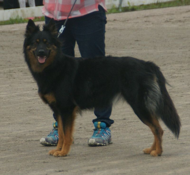 15 Dog Breeds That Learn Bad Habits Fast - And the One Rule Owners Must Never Break 6 Bohemian Shepherd