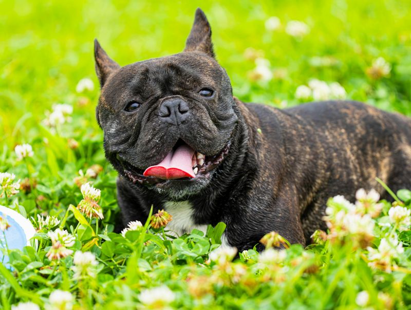 26 Friendly Dog Breeds That Get Along with Almost Everyone 18 French Bulldog