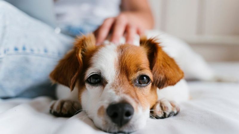 19 Emotionally Sensitive Dog Breeds That Need Constant Companionship 19 Jack Russell Terrier