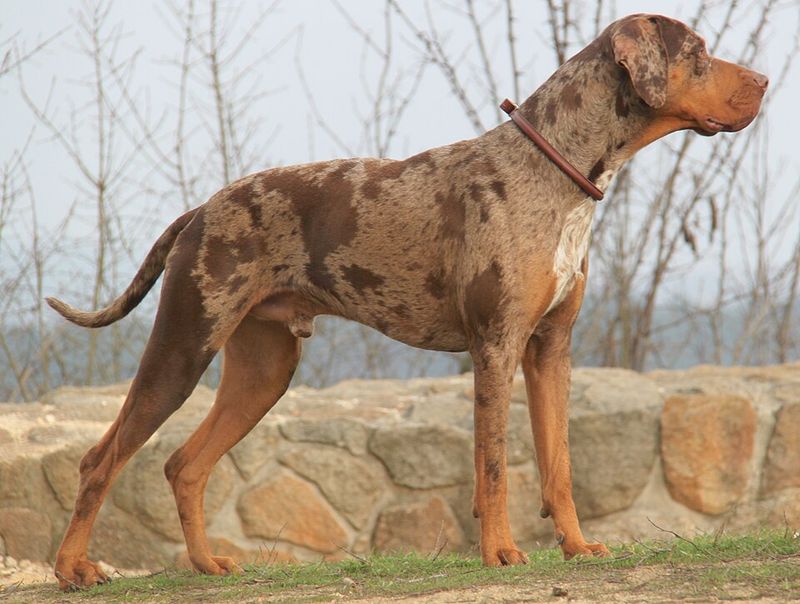 These 15 dogs are making a strong comeback where country life still matters 13 Catahoula Leopard Dog