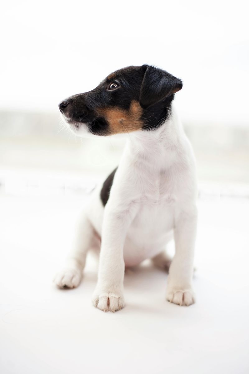 Fox Terrier