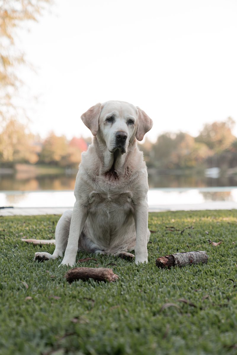 Labrador Retriever