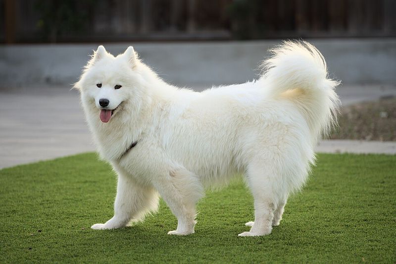 18 dog breeds that often become unforgettable companions 5 Samoyed