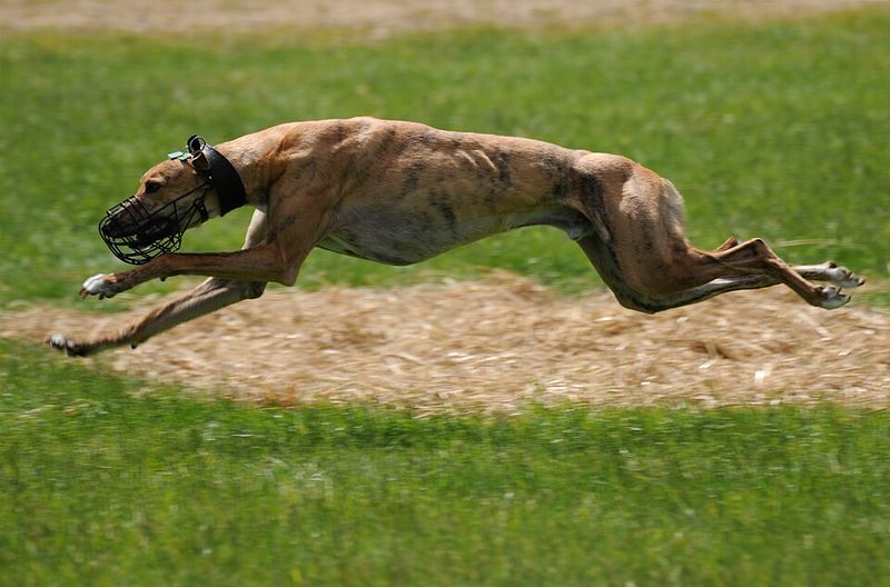 Whippet