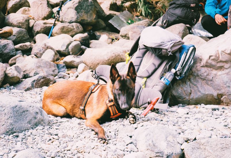 These dog breeds often become exceptional learners once owners stop rushing the process 11 Belgian Malinois