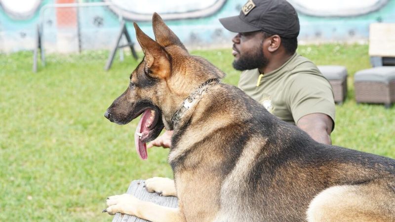 Protecting their family instinctively