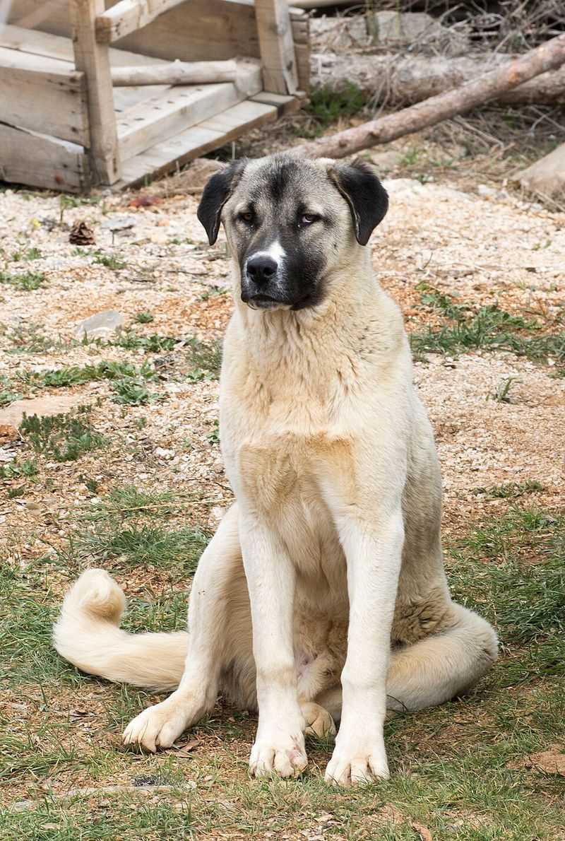 These dog breeds prove independence and loyalty can exist side by side 4 Anatolian Shepherd Dog