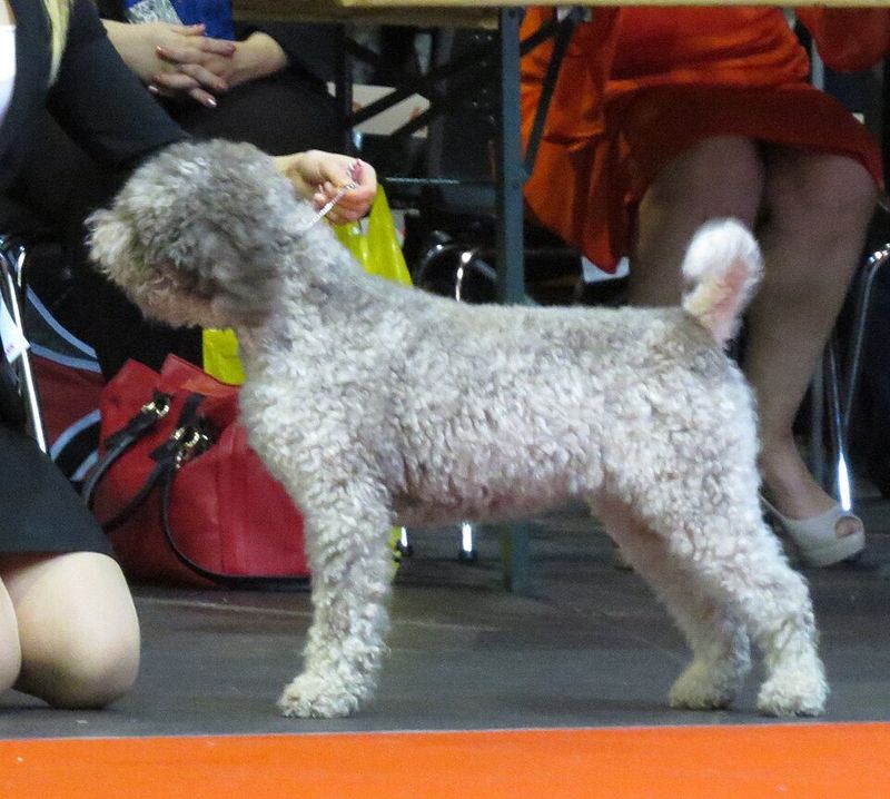 14 Dog Breeds That Get Mouthy When Excited - The Training Swap Trainers Prefer 10 Lagotto Romagnolo
