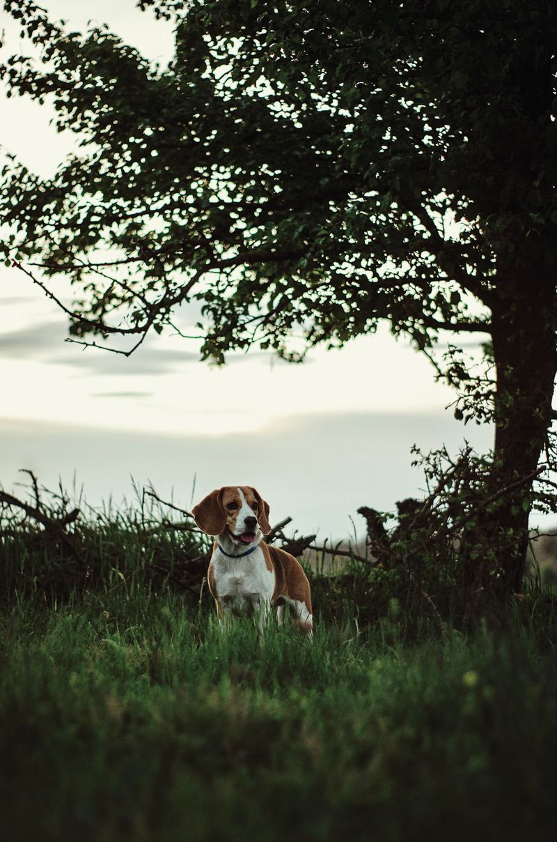 Think your dog has forgotten you're on a walk? Its nose may simply have found a story you can't access 2 Beagle - Pocket-sized storyteller