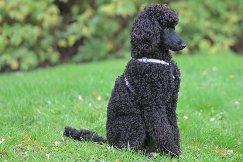 Standard Poodle