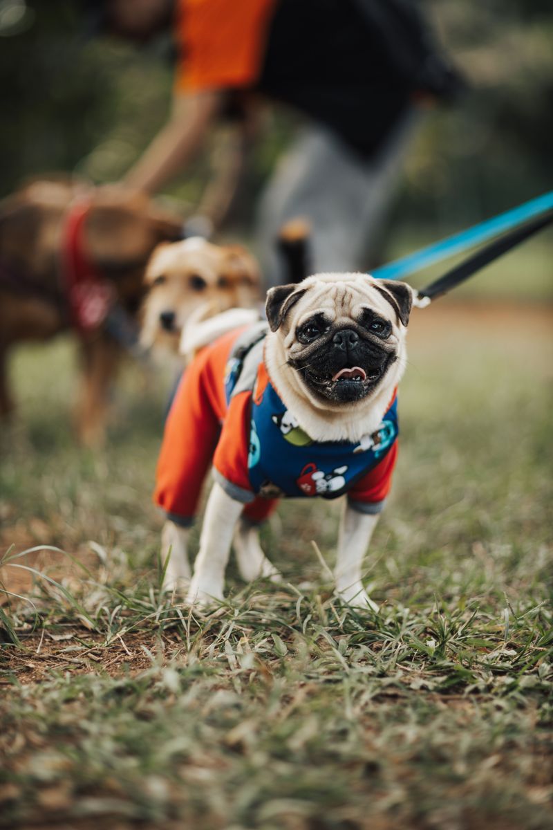 Pug