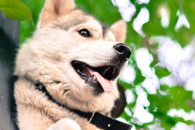 15 Dog Breeds with Stunning Eyes 14 Shikoku