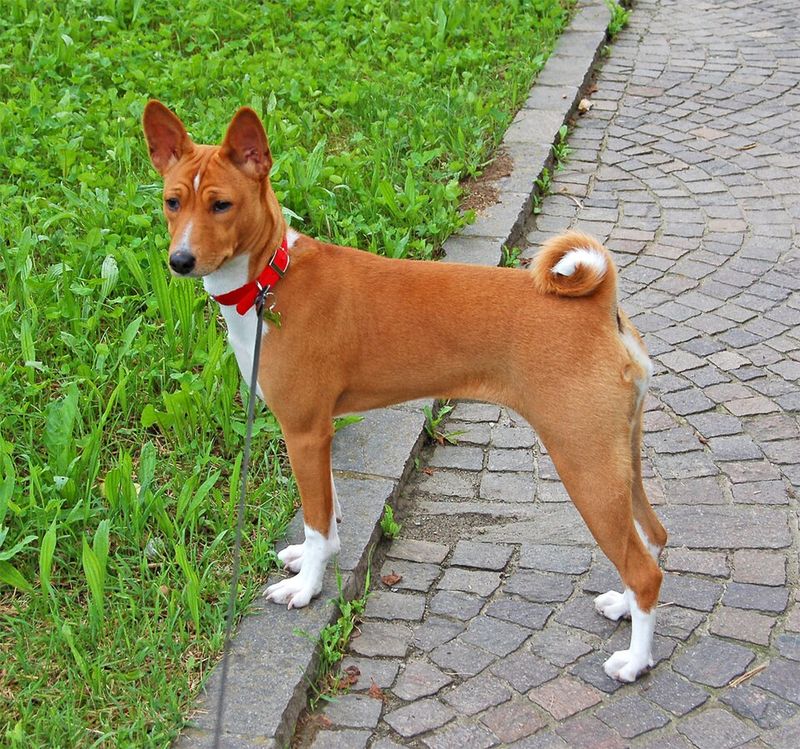 Some dogs make every emotion obvious - Others can leave even experienced owners guessing 8 Basenji