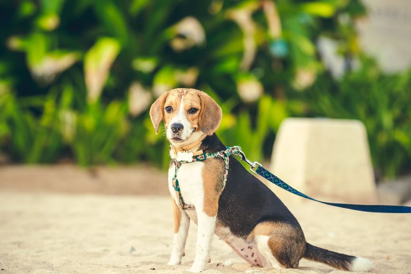 Beagle