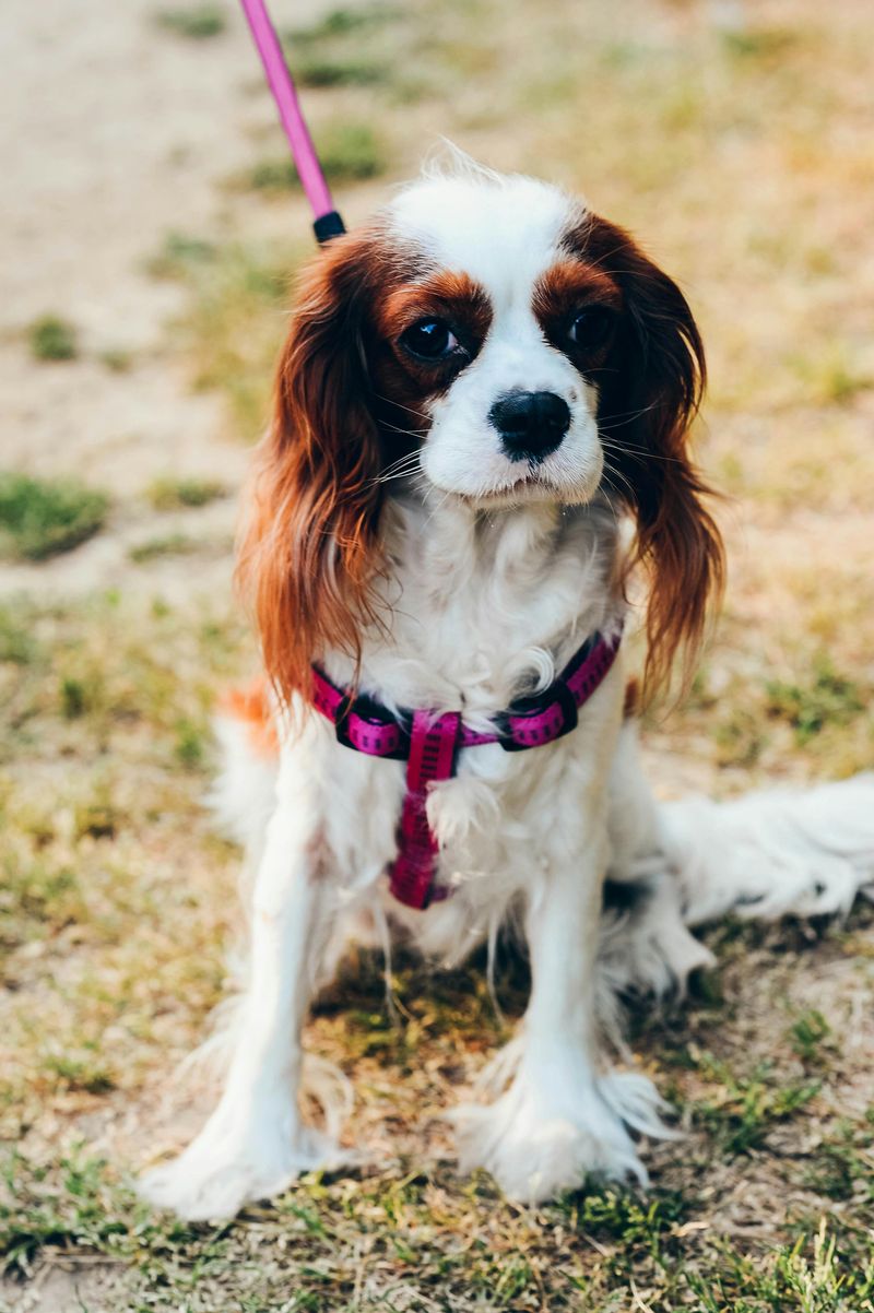 Cavalier King Charles Spaniel